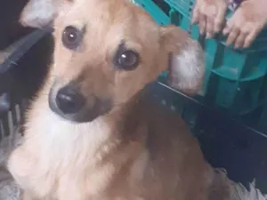 Cachorro raça Vira-latas  idade 7 a 11 meses nome Menininha