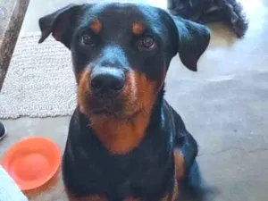 Cachorro raça Rottweiler mestiço  idade 1 ano nome Sheik