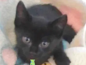 Gato raça Mestiço  idade Abaixo de 2 meses nome Juno 