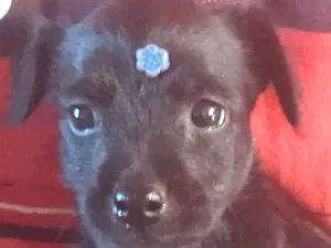 Cachorro raça Indefinida idade Abaixo de 2 meses nome Nao tem nome