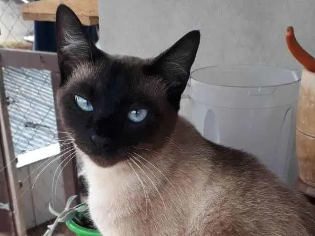 Gato ra a Siamês  idade 1 ano nome Misuke