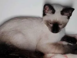 Gato raça Siames idade 2 a 6 meses nome Sem nome