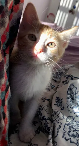 Gato raça SRD idade 2 a 6 meses nome Snow, Nika, Geminha 