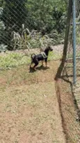 Negão
