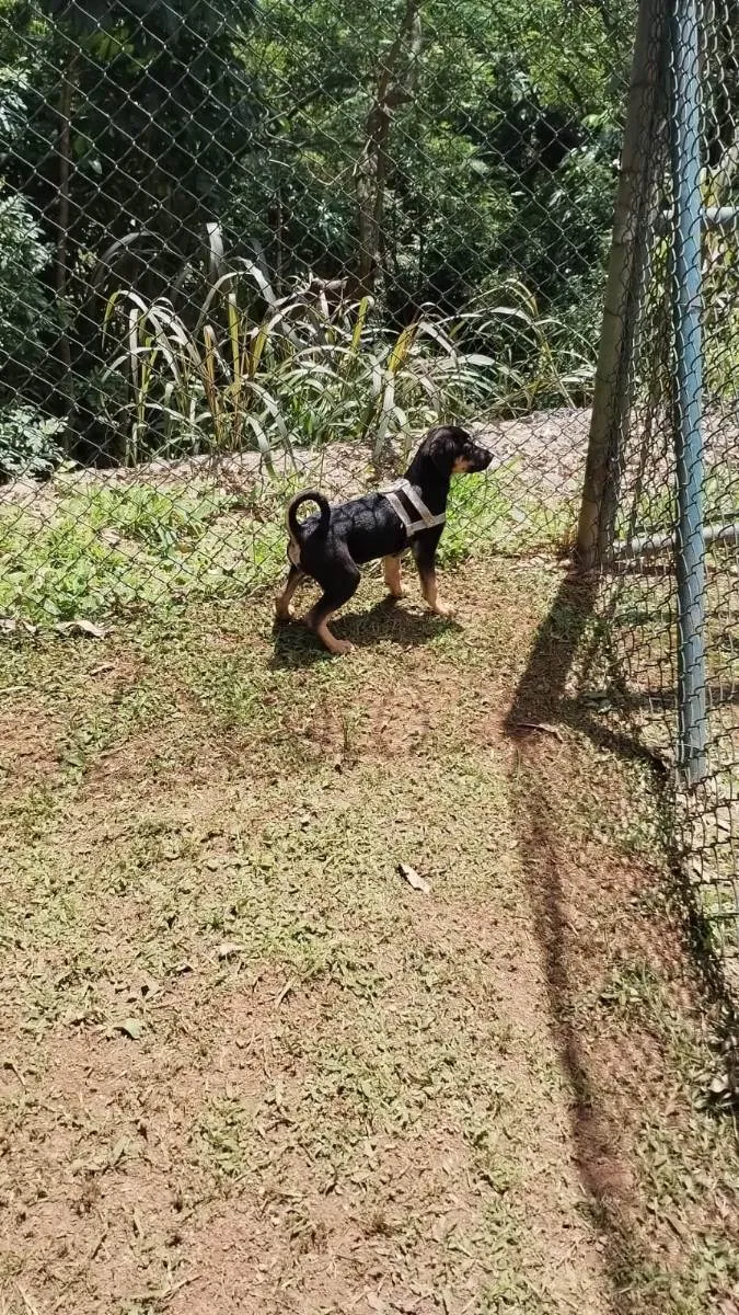 Cachorro ra a Vira lata idade 2 a 6 meses nome Negão