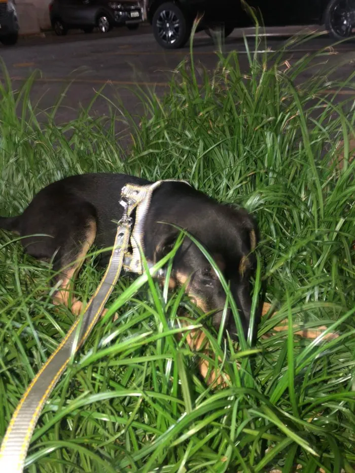 Cachorro ra a Vira lata idade 2 a 6 meses nome Negão
