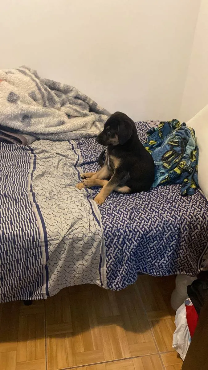 Cachorro ra a Vira lata idade 2 a 6 meses nome Negão