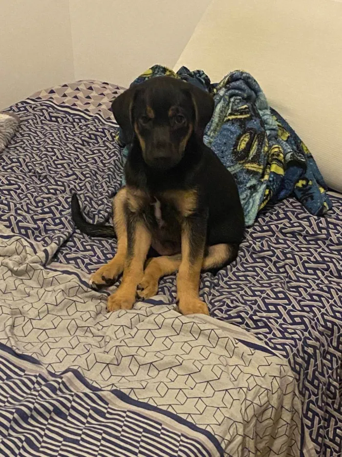 Cachorro ra a Vira lata idade 2 a 6 meses nome Negão