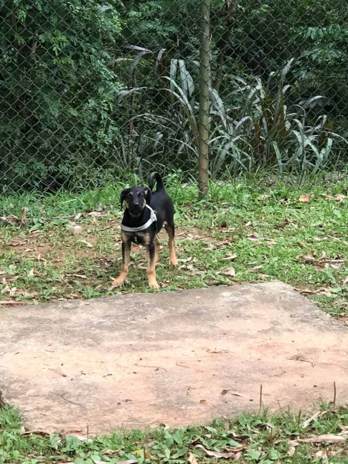 Cachorro ra a Vira lata idade 2 a 6 meses nome Negão