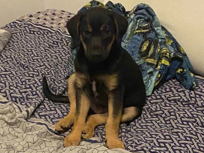 Cachorro ra a Vira lata idade 2 a 6 meses nome Negão