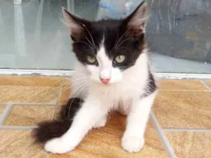 Gato raça SRD idade 2 a 6 meses nome Sem Nome