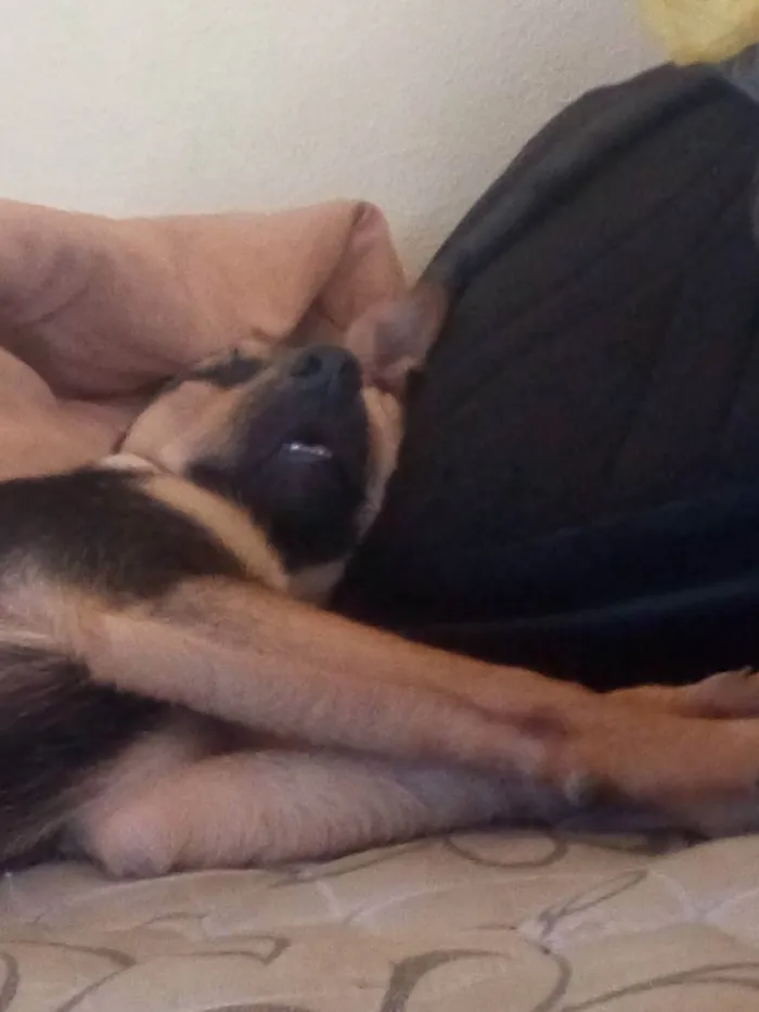 Cachorro raça Vira-lata idade 2 anos nome Tyra