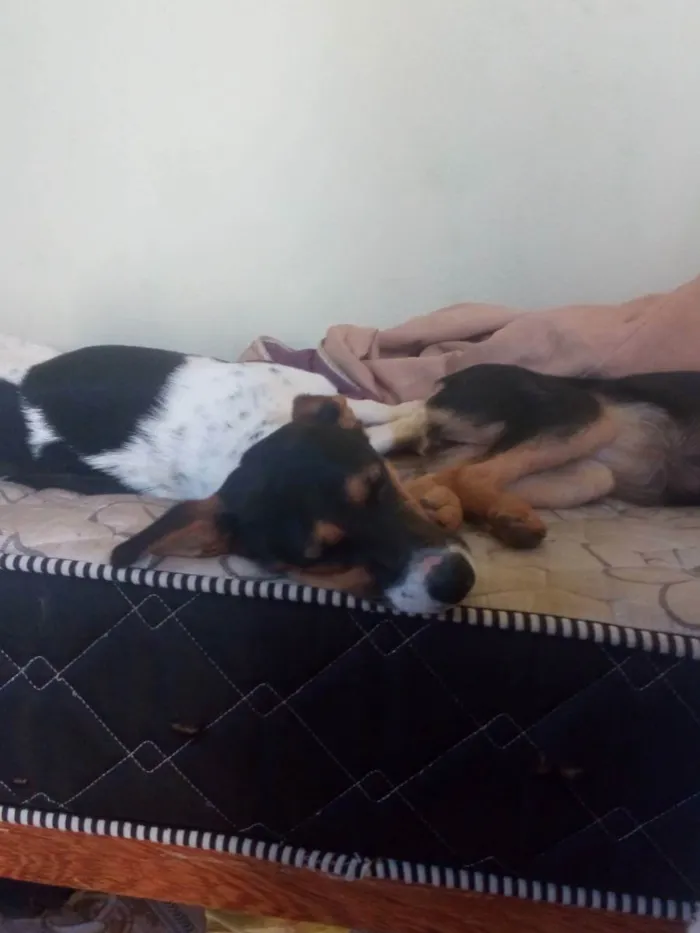 Cachorro raça Vira-lata idade 2 anos nome Maeve