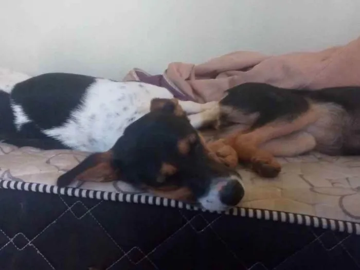 Cachorro raça Vira-lata idade 2 anos nome Maeve