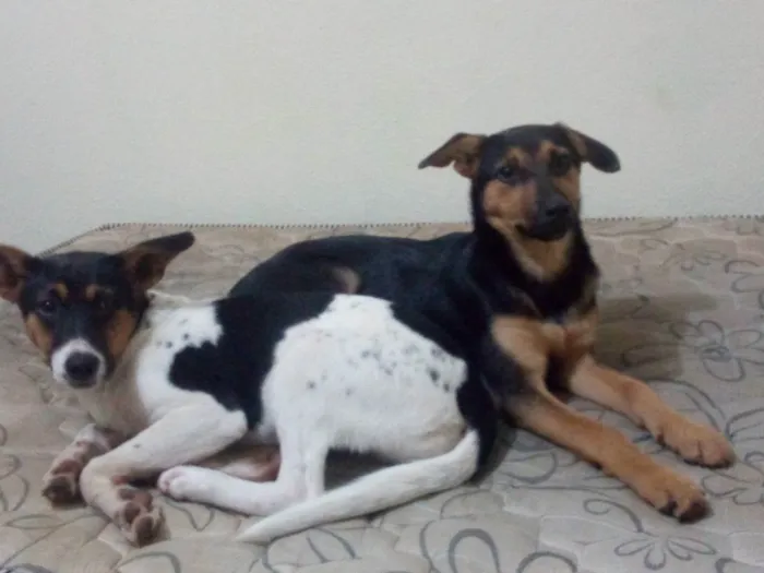 Cachorro raça Vira-lata idade 2 anos nome Maeve