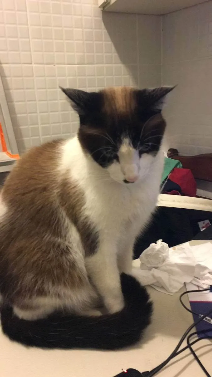 Gato raça SEM RAÇA idade 6 ou mais anos nome BLUE, FLOQUINHO E GO