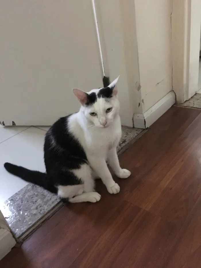 Gato raça SEM RAÇA idade 6 ou mais anos nome BLUE, FLOQUINHO E GO