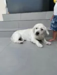 Marley