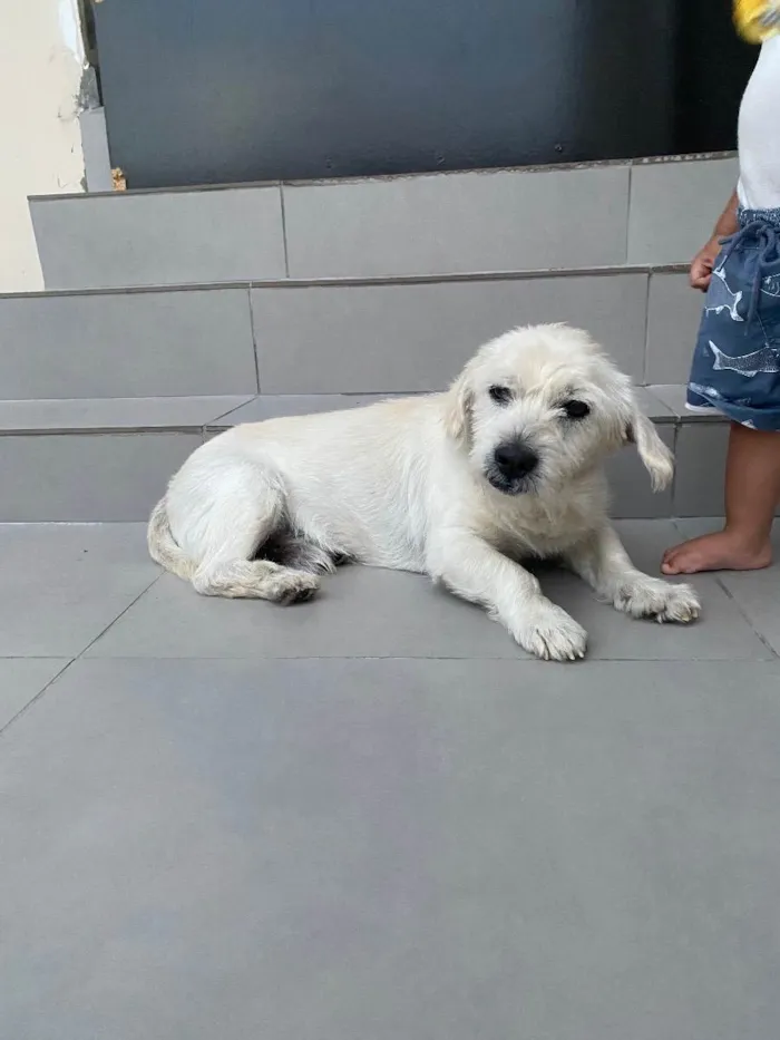 Cachorro ra a Vira lata idade 6 ou mais anos nome Marley