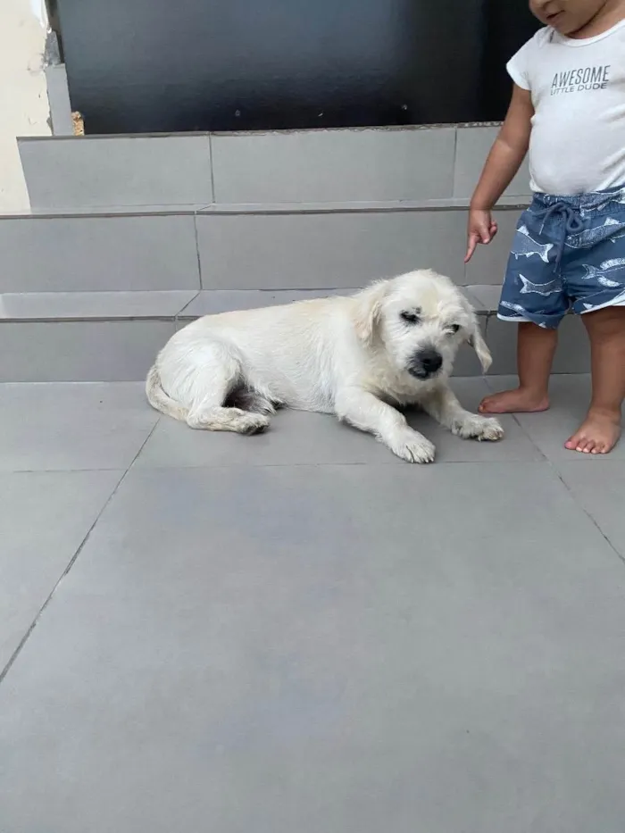 Cachorro ra a Vira lata idade 6 ou mais anos nome Marley