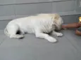 Marley