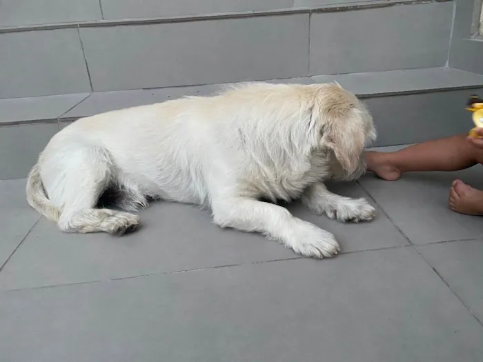 Cachorro ra a Vira lata idade 6 ou mais anos nome Marley