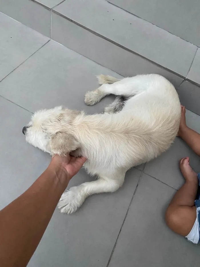 Cachorro ra a Vira lata idade 6 ou mais anos nome Marley