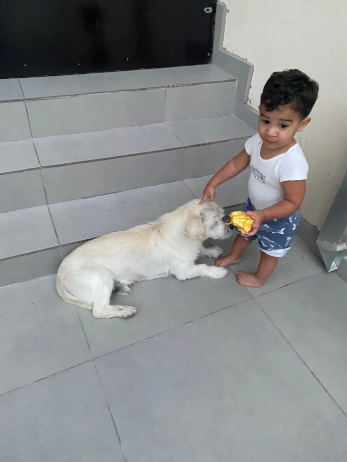 Cachorro ra a Vira lata idade 6 ou mais anos nome Marley