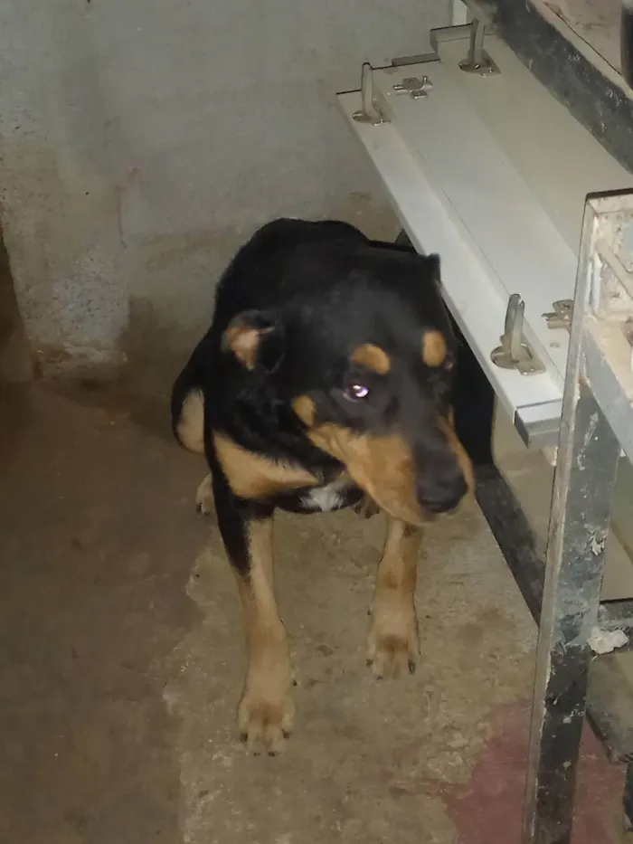 Cachorro ra a Rottweiler  idade 6 ou mais anos nome Zeus