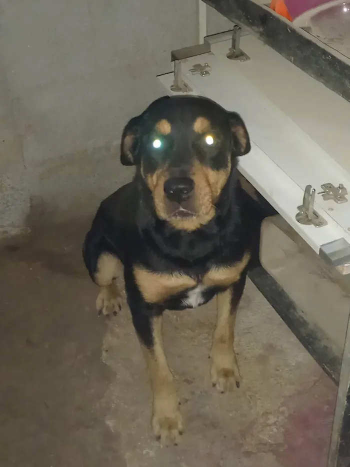 Cachorro ra a Rottweiler  idade 6 ou mais anos nome Zeus