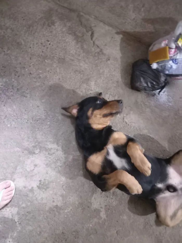 Cachorro ra a Rottweiler  idade 6 ou mais anos nome Zeus