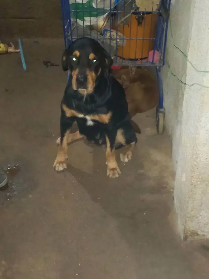 Cachorro ra a Rottweiler  idade 6 ou mais anos nome Hanna