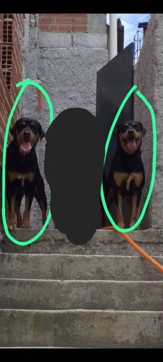 Cachorro ra a Rottweiler  idade 6 ou mais anos nome Hanna