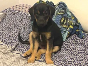Cachorro raça Vira lata idade 2 a 6 meses nome Negão