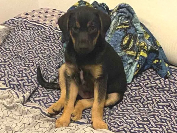 Cachorro ra a Vira lata idade 2 a 6 meses nome Negão