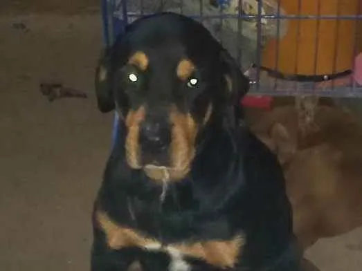 Cachorro ra a Rottweiler  idade 6 ou mais anos nome Hanna