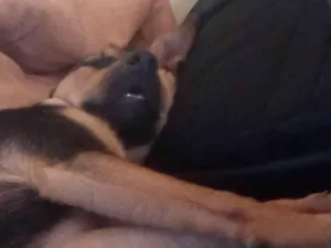 Cachorro raça Vira-lata idade 2 anos nome Tyra