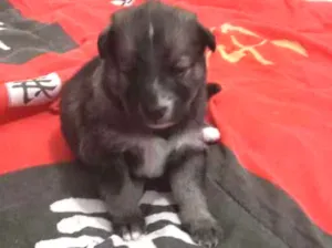 Cachorro raça Pasto alemão  idade Abaixo de 2 meses nome Não tem