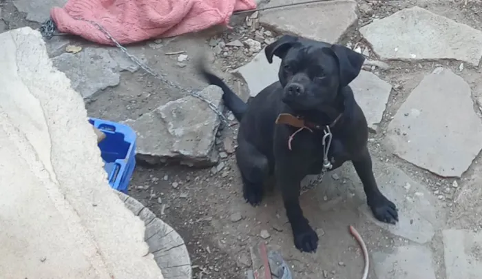 Cachorro ra a Pugg com labrador  idade 1 ano nome Mel