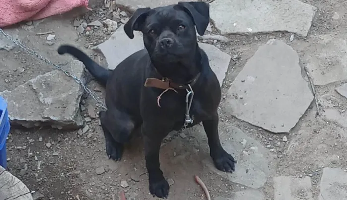 Cachorro ra a Pugg com labrador  idade 1 ano nome Mel