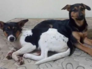 Cachorro raça Vira-lata idade 2 anos nome Maeve