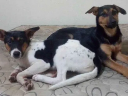 Cachorro raça Vira-lata idade 2 anos nome Maeve