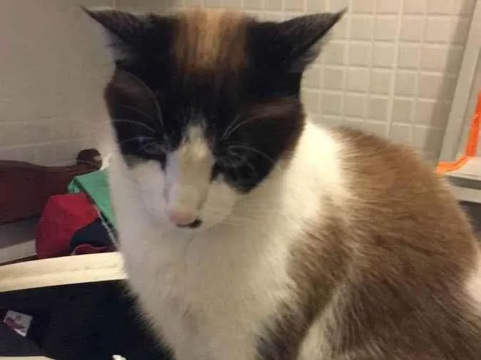 Gato raça SEM RAÇA idade 6 ou mais anos nome BLUE, FLOQUINHO E GO