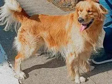 Cachorro raça Golden idade 2 anos nome Zack