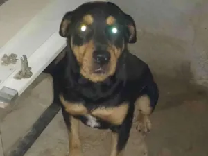 Cachorro raça Rottweiler  idade 6 ou mais anos nome Zeus