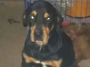 Cachorro raça Rottweiler  idade 6 ou mais anos nome Hanna