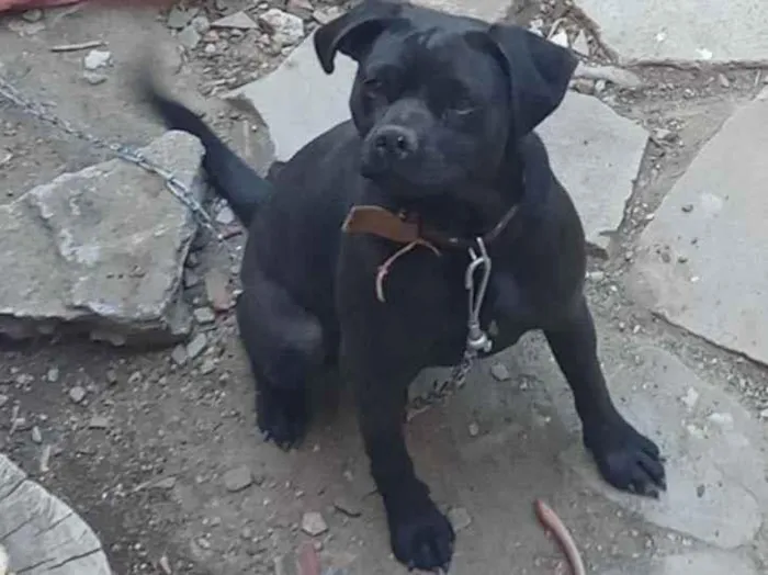 Cachorro ra a Pugg com labrador  idade 1 ano nome Mel