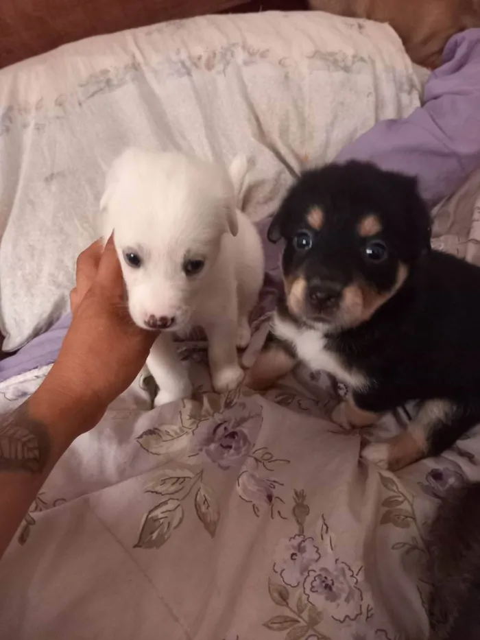 Cachorro raça  idade Abaixo de 2 meses nome Não tem nome 