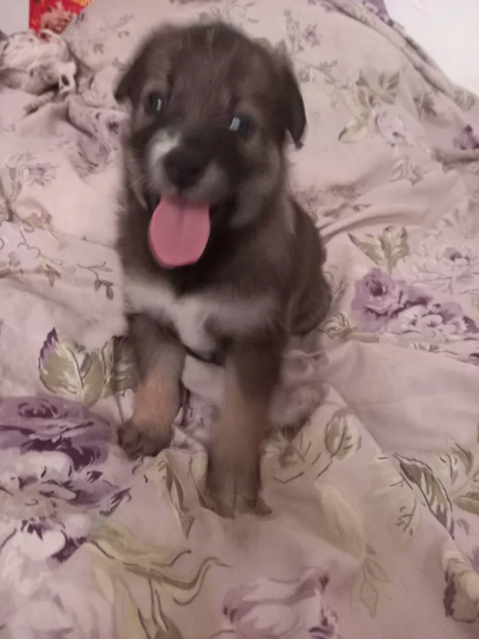 Cachorro raça  idade Abaixo de 2 meses nome Não tem nome 