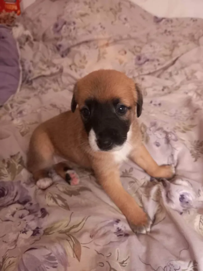 Cachorro raça  idade Abaixo de 2 meses nome Não tem nome 